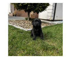 Labrador Retriever szczenięta ZKwP FCI gotowe do zmiany domu - 9