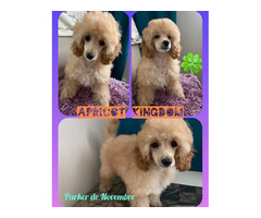 Pudel toy i miniatura , szczenięta - 1