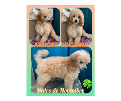 Pudel toy i miniatura , szczenięta - 2