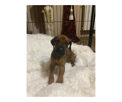 RHODESIAN RIDGEBACK SZCZENIĘTA!!!  ZKwP FCI - 1