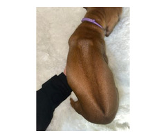 RHODESIAN RIDGEBACK SZCZENIĘTA!!!  ZKwP FCI - 2