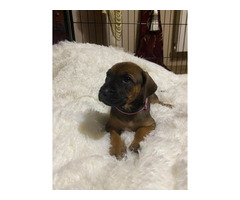 RHODESIAN RIDGEBACK SZCZENIĘTA!!!  ZKwP FCI - 3