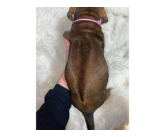 RHODESIAN RIDGEBACK SZCZENIĘTA!!!  ZKwP FCI - 4