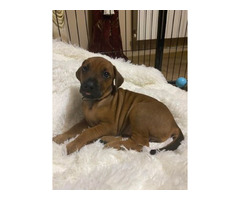 RHODESIAN RIDGEBACK SZCZENIĘTA!!!  ZKwP FCI - 5