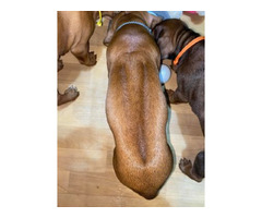 RHODESIAN RIDGEBACK SZCZENIĘTA!!!  ZKwP FCI - 6