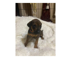 RHODESIAN RIDGEBACK SZCZENIĘTA!!!  ZKwP FCI - 7
