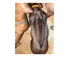 RHODESIAN RIDGEBACK SZCZENIĘTA!!!  ZKwP FCI - 8
