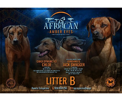 RHODESIAN RIDGEBACK SZCZENIĘTA!!!  ZKwP FCI - 9