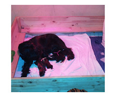 Sznaucer Średni Czarny Szczenięta FCI - 1