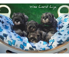 Sznaucer miniaturowy pieprz I sól FCI /ZKwP - 1