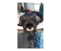 Sznaucer miniaturowy pieprz I sól FCI /ZKwP - 2