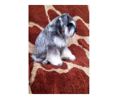 Sznaucer miniaturowy pieprz I sól FCI /ZKwP - 3