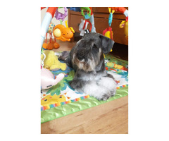 Sznaucer miniaturowy pieprz I sól FCI /ZKwP - 4