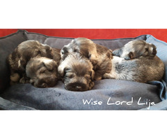 Sznaucer miniaturowy pieprz I sól FCI /ZKwP - 5