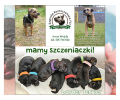 Mamy WOLNE SZCZENIACZKI - Border Terrier FCI, ZKwP - domowa hodowla - 1