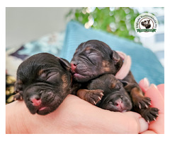 Mamy WOLNE SZCZENIACZKI - Border Terrier FCI, ZKwP - domowa hodowla - 2