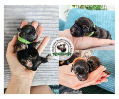 Mamy WOLNE SZCZENIACZKI - Border Terrier FCI, ZKwP - domowa hodowla - 3