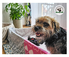 Mamy WOLNE SZCZENIACZKI - Border Terrier FCI, ZKwP - domowa hodowla - 4