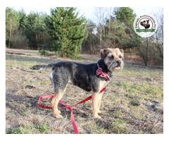 Mamy WOLNE SZCZENIACZKI - Border Terrier FCI, ZKwP - domowa hodowla - 5