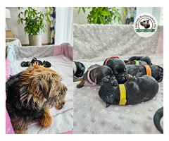 Mamy WOLNE SZCZENIACZKI - Border Terrier FCI, ZKwP - domowa hodowla - 6