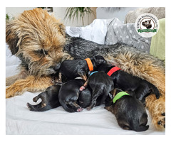 Mamy WOLNE SZCZENIACZKI - Border Terrier FCI, ZKwP - domowa hodowla - 7