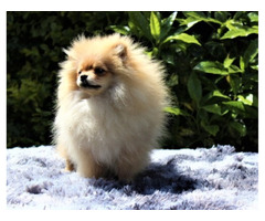 POMERANIAN -,szpic miniaturowy ZKwP FCI - 1