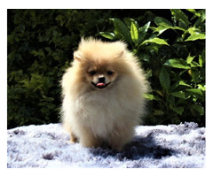 POMERANIAN -,szpic miniaturowy ZKwP FCI - 2