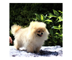 POMERANIAN -,szpic miniaturowy ZKwP FCI - 3