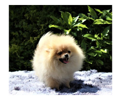 POMERANIAN -,szpic miniaturowy ZKwP FCI - 4