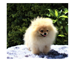 POMERANIAN -,szpic miniaturowy ZKwP FCI - 5