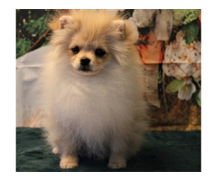 POMERANIAN - szpic miniaturowy ZKwP FCI - 1