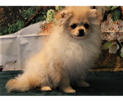 POMERANIAN - szpic miniaturowy ZKwP FCI - 2
