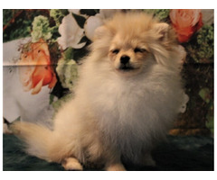 POMERANIAN - szpic miniaturowy ZKwP FCI - 3