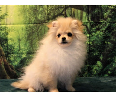 POMERANIAN - szpic miniaturowy ZKwP FCI - 4
