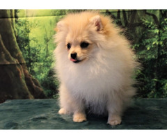 POMERANIAN - szpic miniaturowy ZKwP FCI - 5