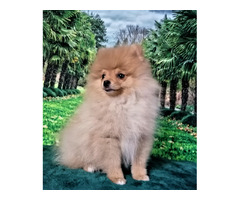 POMERANIAN - szpic miniaturowy ZKwP FCI - 1