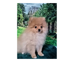 POMERANIAN - szpic miniaturowy ZKwP FCI - 2