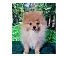 POMERANIAN - szpic miniaturowy ZKwP FCI - 3