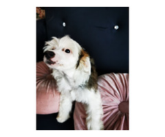 Grzywacze chińskie dziewczynki - 1