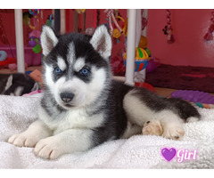 Siberian Husky ZKwP/FCI - 1