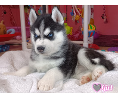 Siberian Husky ZKwP/FCI - 2