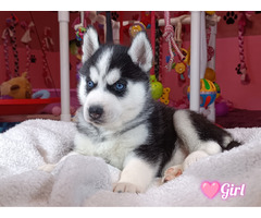 Siberian Husky ZKwP/FCI - 3