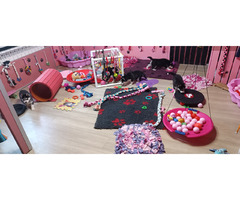 Siberian Husky ZKwP/FCI - 4