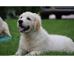 Golden Retriever szczenięta Zkwp - 1