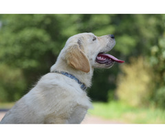 Golden Retriever szczenięta Zkwp - 2