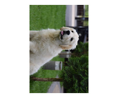 Golden Retriever szczenięta Zkwp - 3