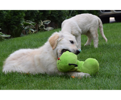 Golden Retriever szczenięta Zkwp - 4