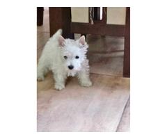Piesek West Highland White Terrier - 1