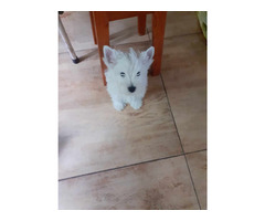 Piesek West Highland White Terrier - 2