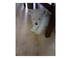 Piesek West Highland White Terrier - 3